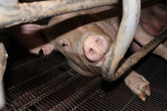 Farrowing crates at Boen Boe Stud Piggery NSW