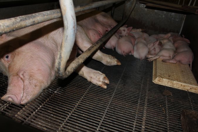 Farrowing crates at Boen Boe Stud Piggery NSW