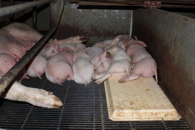 Farrowing crates at Boen Boe Stud Piggery NSW