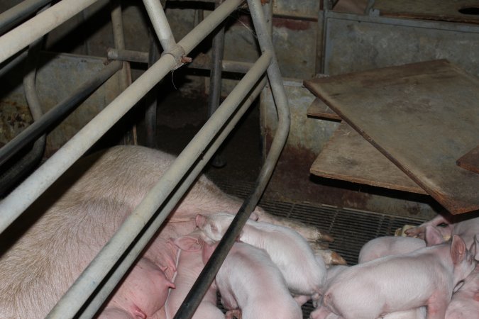 Farrowing crates at Boen Boe Stud Piggery NSW