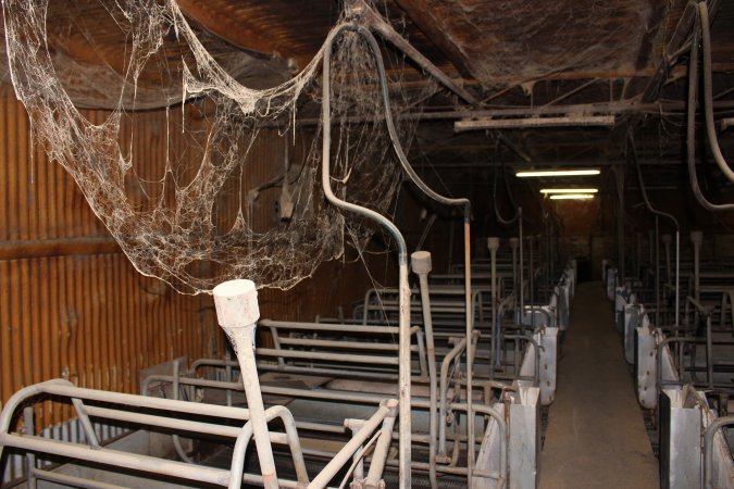 Farrowing crates at Boen Boe Stud Piggery NSW