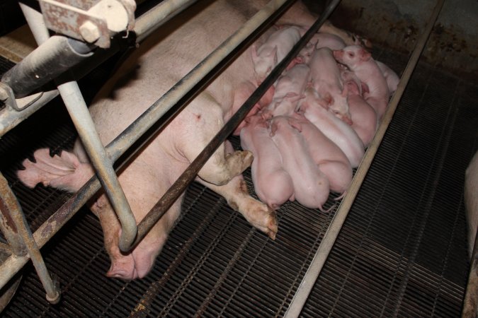 Farrowing crates at Boen Boe Stud Piggery NSW