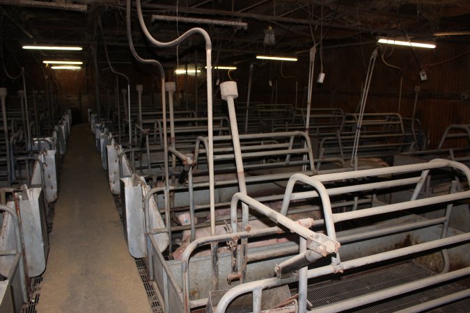 Farrowing crates at Boen Boe Stud Piggery NSW