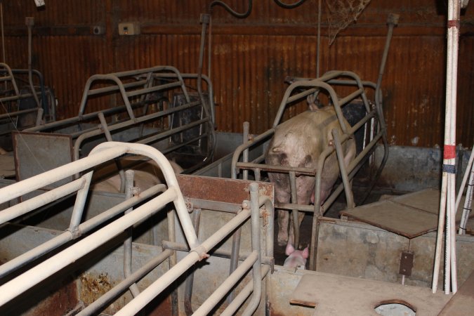 Farrowing crates at Boen Boe Stud Piggery NSW