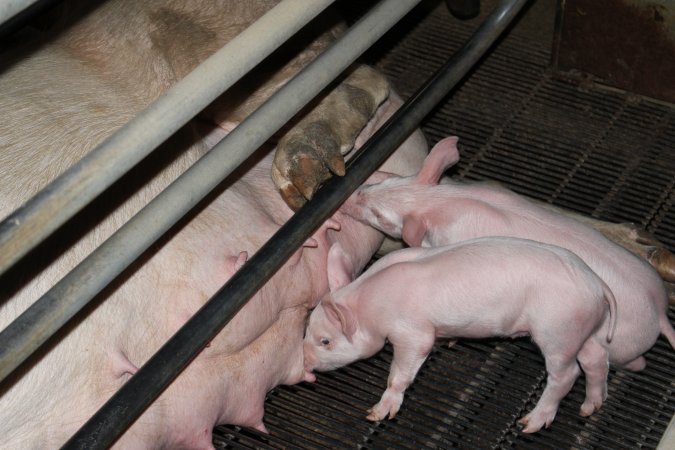 Farrowing crates at Boen Boe Stud Piggery NSW