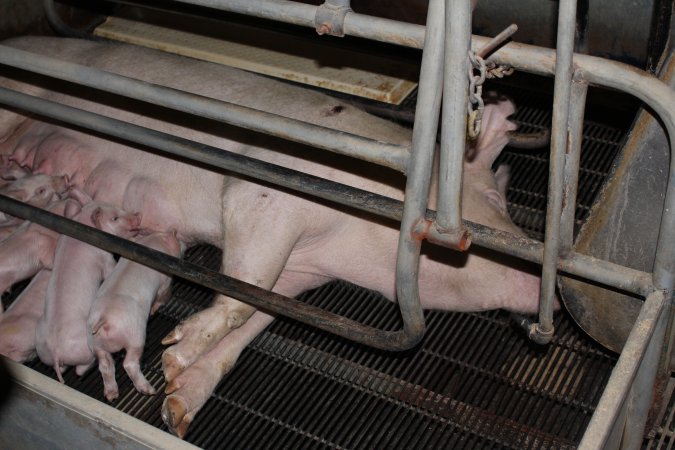 Farrowing crates at Boen Boe Stud Piggery NSW