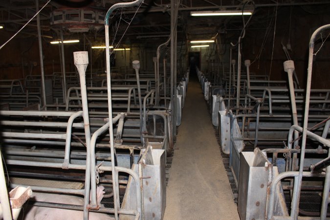 Farrowing crates at Boen Boe Stud Piggery NSW