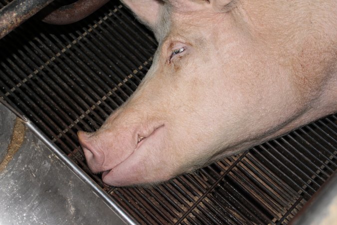 Farrowing crates at Boen Boe Stud Piggery NSW