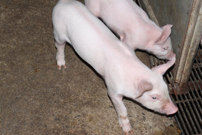 Farrowing crates at Boen Boe Stud Piggery NSW