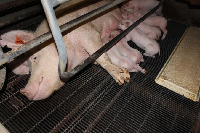 Farrowing crates at Boen Boe Stud Piggery NSW