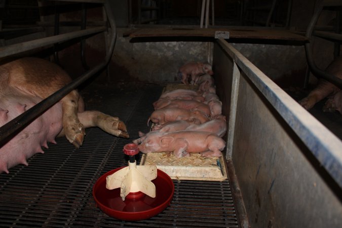 Farrowing crates at Boen Boe Stud Piggery NSW