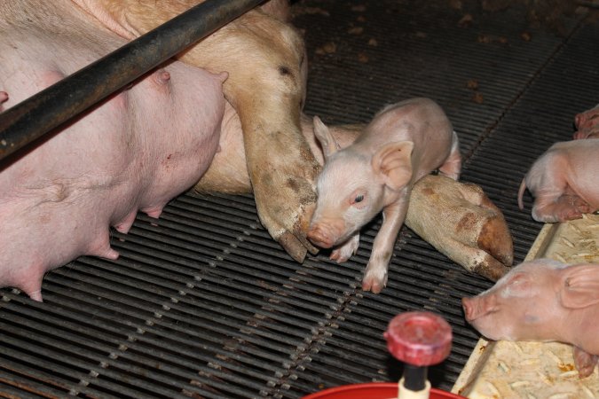 Farrowing crates at Boen Boe Stud Piggery NSW