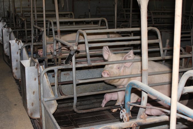 Farrowing crates at Boen Boe Stud Piggery NSW