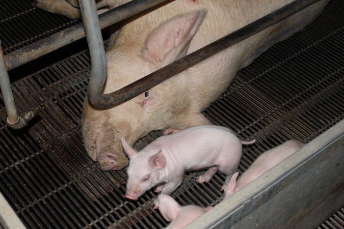 Farrowing crates at Boen Boe Stud Piggery NSW