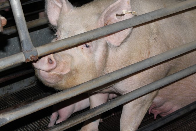 Farrowing crates at Boen Boe Stud Piggery NSW