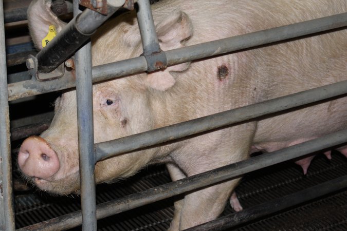 Farrowing crates at Boen Boe Stud Piggery NSW