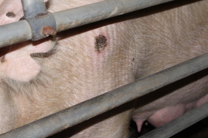 Farrowing crates at Boen Boe Stud Piggery NSW