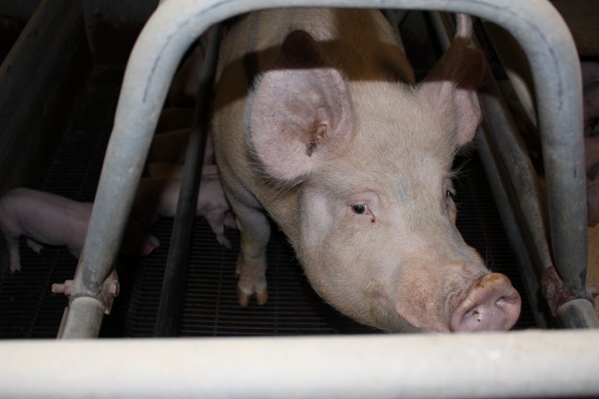 Farrowing crates at Boen Boe Stud Piggery NSW