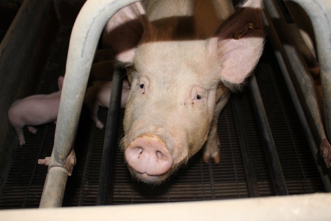 Farrowing crates at Boen Boe Stud Piggery NSW