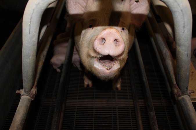 Farrowing crates at Boen Boe Stud Piggery NSW