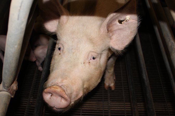 Farrowing crates at Boen Boe Stud Piggery NSW