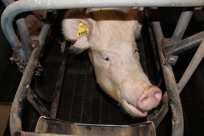 Farrowing crates at Boen Boe Stud Piggery NSW