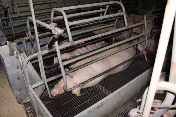 Farrowing crates at Boen Boe Stud Piggery NSW