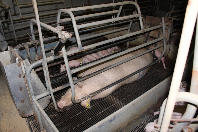 Farrowing crates at Boen Boe Stud Piggery NSW