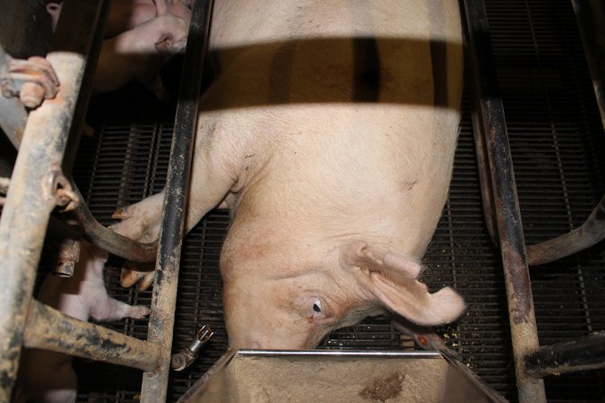 Farrowing crates at Boen Boe Stud Piggery NSW