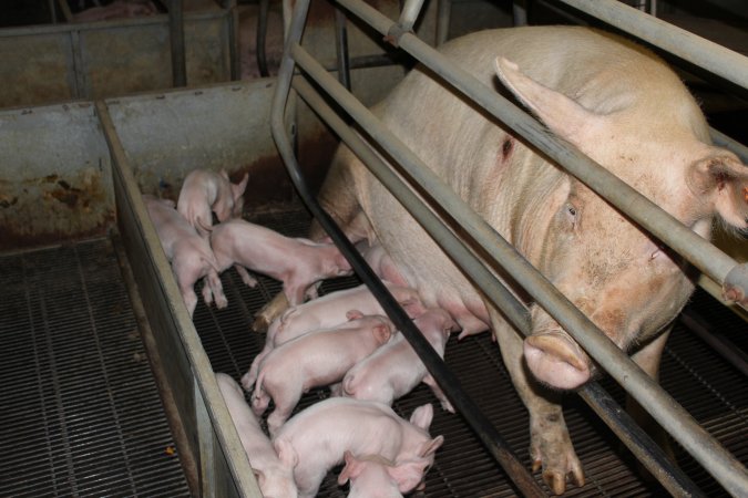 Farrowing crates at Boen Boe Stud Piggery NSW