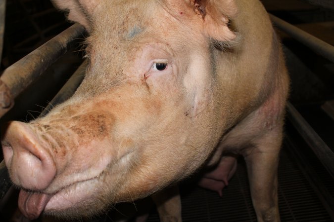 Farrowing crates at Boen Boe Stud Piggery NSW