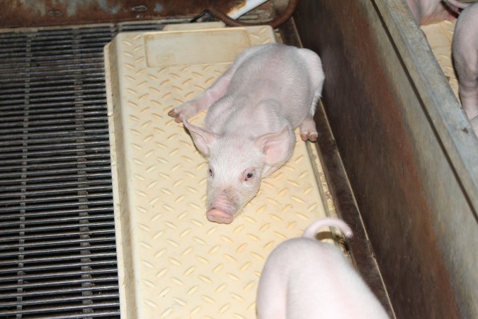 Farrowing crates at Boen Boe Stud Piggery NSW