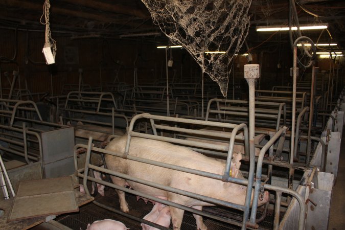 Farrowing crates at Boen Boe Stud Piggery NSW