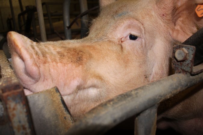 Farrowing crates at Boen Boe Stud Piggery NSW