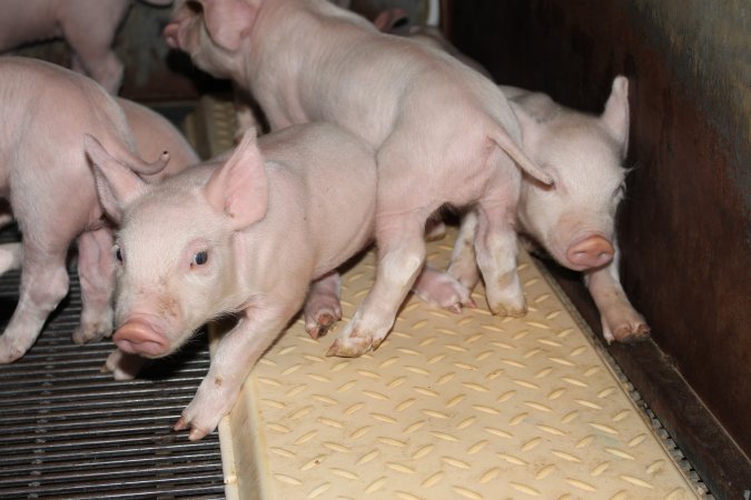 Farrowing crates at Boen Boe Stud Piggery NSW