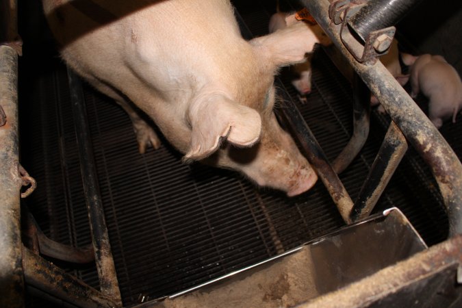 Farrowing crates at Boen Boe Stud Piggery NSW