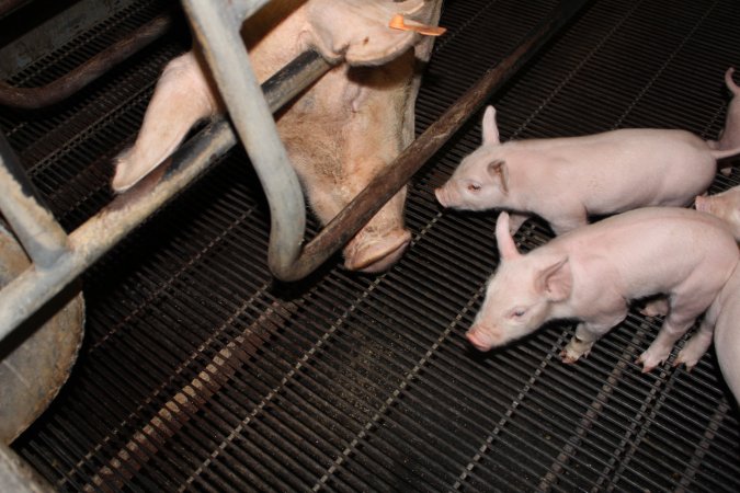 Farrowing crates at Boen Boe Stud Piggery NSW