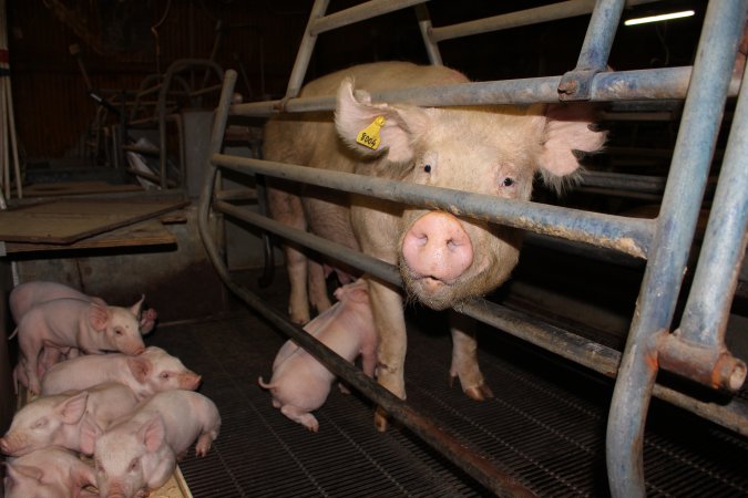 Farrowing crates at Boen Boe Stud Piggery NSW