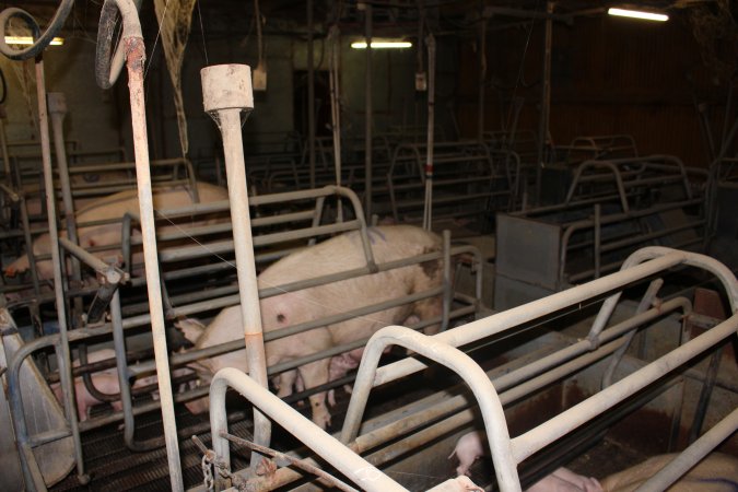 Farrowing crates at Boen Boe Stud Piggery NSW