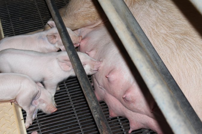 Farrowing crates at Boen Boe Stud Piggery NSW