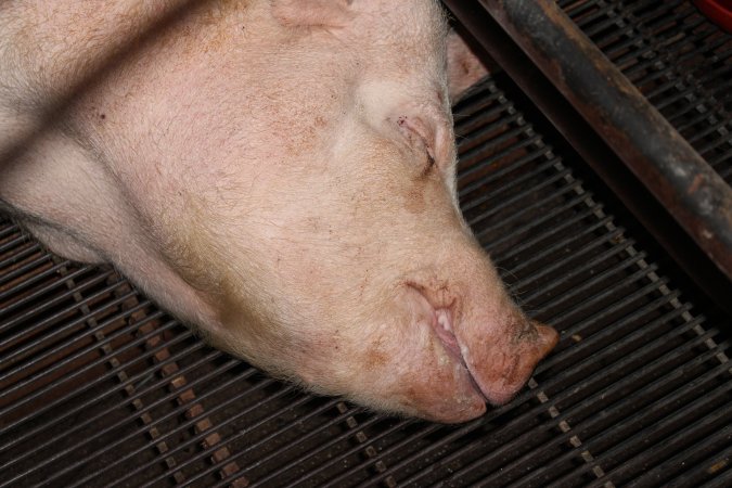 Farrowing crates at Boen Boe Stud Piggery NSW