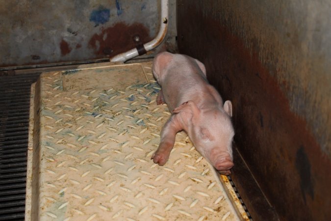 Farrowing crates at Boen Boe Stud Piggery NSW