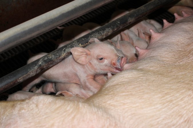 Piglets suckling