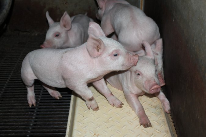 Farrowing crates at Boen Boe Stud Piggery NSW