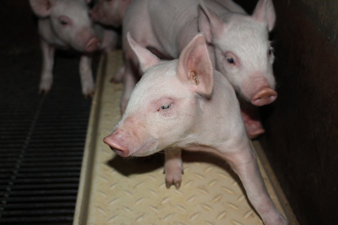 Farrowing crates at Boen Boe Stud Piggery NSW