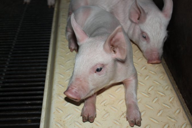 Farrowing crates at Boen Boe Stud Piggery NSW