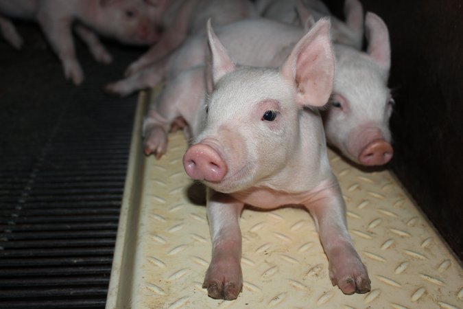 Farrowing crates at Boen Boe Stud Piggery NSW