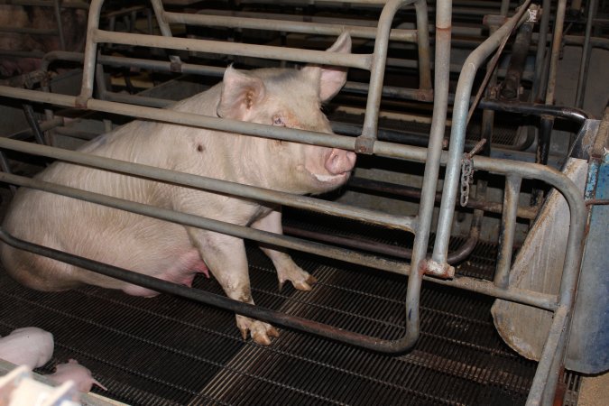 Farrowing crates at Boen Boe Stud Piggery NSW