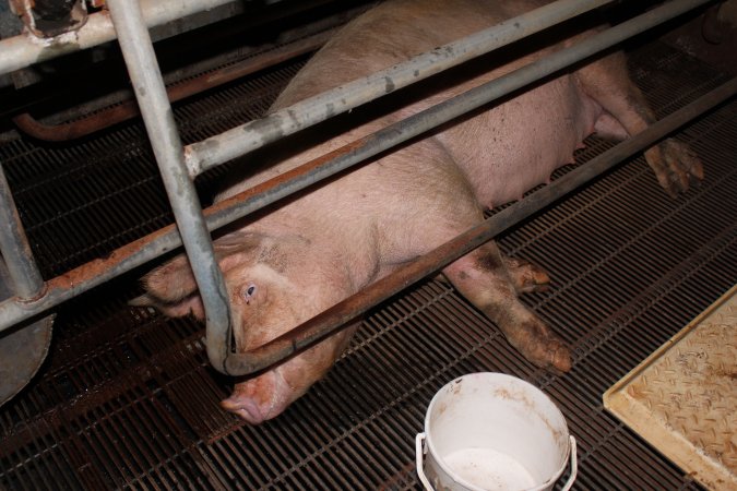 Farrowing crates at Boen Boe Stud Piggery NSW