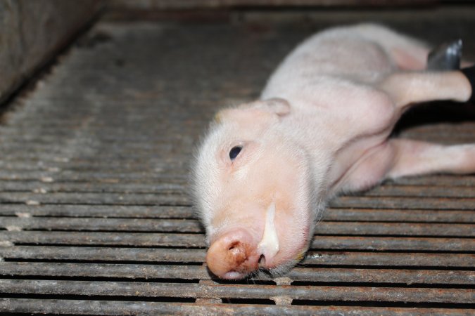 Piglet foaming at mouth